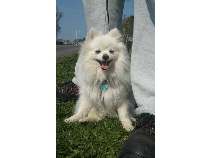 Blanding af racer Amaiya <3 Himmelhund <3 billede 1