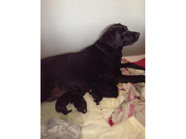 {{currentPhoto.altText}} billede {{currentPhoto.number}}