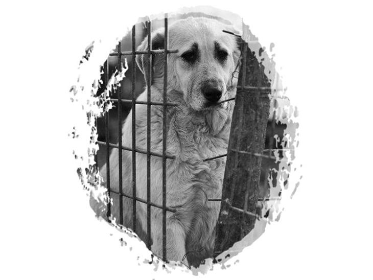 Blanding af racer Nanny B. - Nanny B. i det private shelter, Glina, i Bucharest, Rumænien billede 1