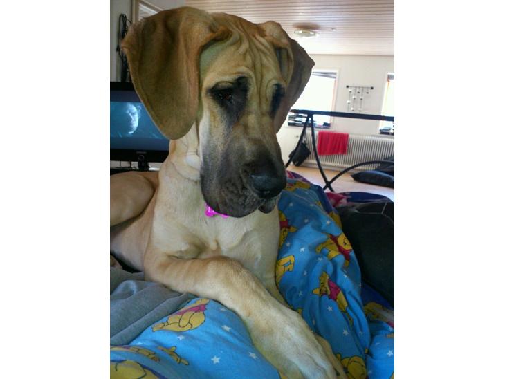 {{currentPhoto.altText}} billede {{currentPhoto.number}}