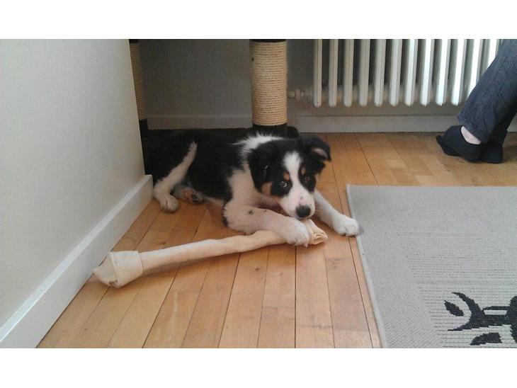 Border collie Kiwi - Kiwi med hans kæmpe kødben :D Det tog lidt tid før han kom igennem det :P billede 3