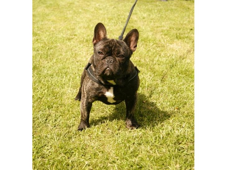 {{currentPhoto.altText}} billede {{currentPhoto.number}}