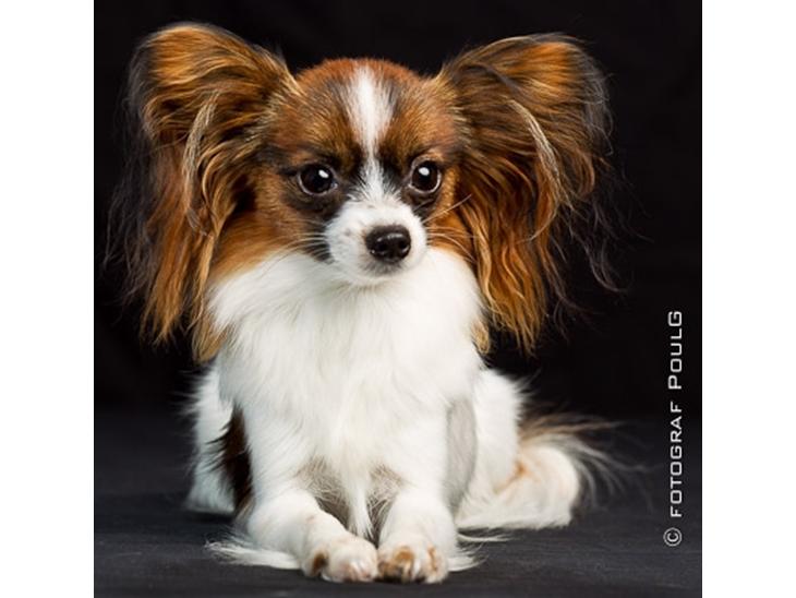 {{currentPhoto.altText}} billede {{currentPhoto.number}}