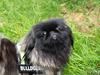 Pekingeser Cita AKA Bulldozeren