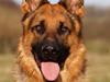 Schæferhund Smeds Harley