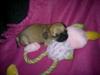 Mops Elinor (Elli)