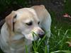 Labrador retriever Buster [Tidl. hund]