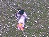 Blanding af racer Plet Luske Andersen [ Himmelhund]