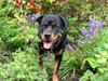 Rottweiler Vindelsbo's Boogie Woogie (Bella) [himmelhund]