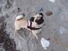 Mops Mocca