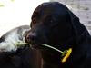 Labrador retriever Athos RIP