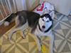 Siberian husky Nikita
