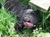 Fransk bulldog Daisy
