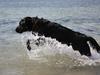 Labrador retriever Basse