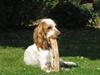 Cocker spaniel Nugga [ Himmelhund]