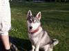 Siberian husky Aslan [Tidl. hund]