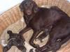 Labrador retriever Tilde