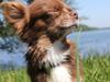 Chihuahua Sukkerpels COCIO. cocio ! [Tidl. hund]