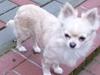 Chihuahua Timon
