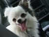 Chihuahua Oskar [Tidl. hund]