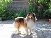 Shetland sheepdog Lillebror