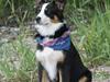 Australian shepherd Mille