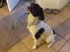 Field Trial spaniel Sakki [ Himmelhund]