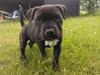 Staffordshire bull terrier micha