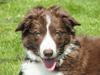 Border collie Quince Tree Ashlyn