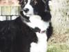 Border collie Asasara Fantastiske Shuma