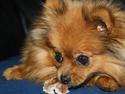 Pomeranian Chili