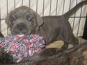 Cane corso "Obelix" Kolodo Della dorsale