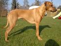 Rhodesian ridgeback Kinyemi At Awesome Valley's G'Anaya