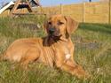 Rhodesian ridgeback Kinyemi At Inkiru Valley´s Inubia