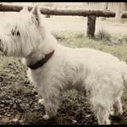 West highland white terrier Sigurd