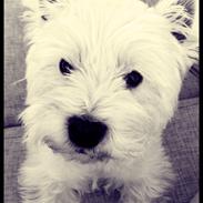 West highland white terrier Sigurd