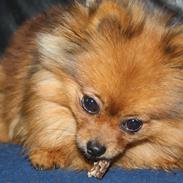 Pomeranian Chili