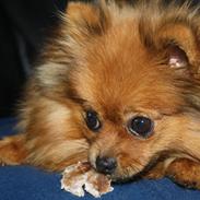 Pomeranian Chili