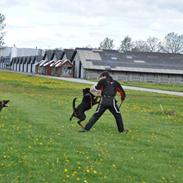 Rottweiler Kenja