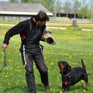 Rottweiler  Kenja