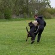Rottweiler Kenja