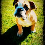 Engelsk bulldog Norma Jeane