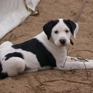 Blanding af racer Victor