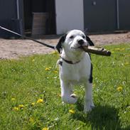 Blanding af racer Victor