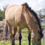 Blanding af racer Victor