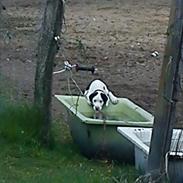 Blanding af racer Victor