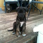 Blanding af racer Chico (The Champion)