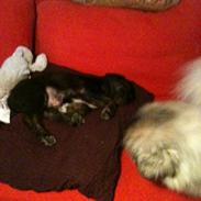 Blanding af racer Chico (The Champion)