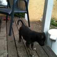 Blanding af racer Chico (The Champion)