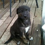 Blanding af racer Chico (The Champion)